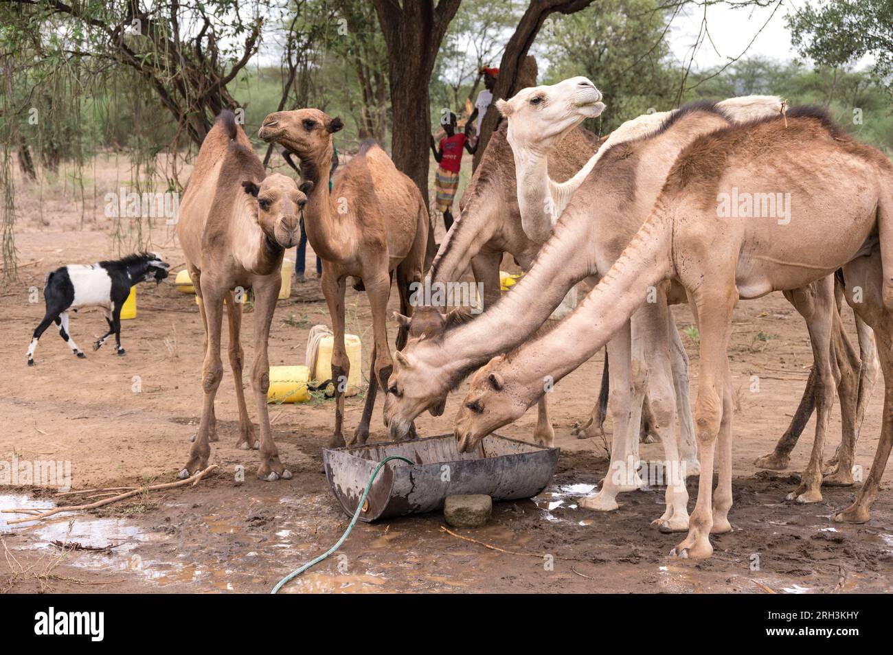 I cammelli bevono da una botte d'acqua con l'acqua di una pompa vicina, Baringo County, Kenya Foto Stock