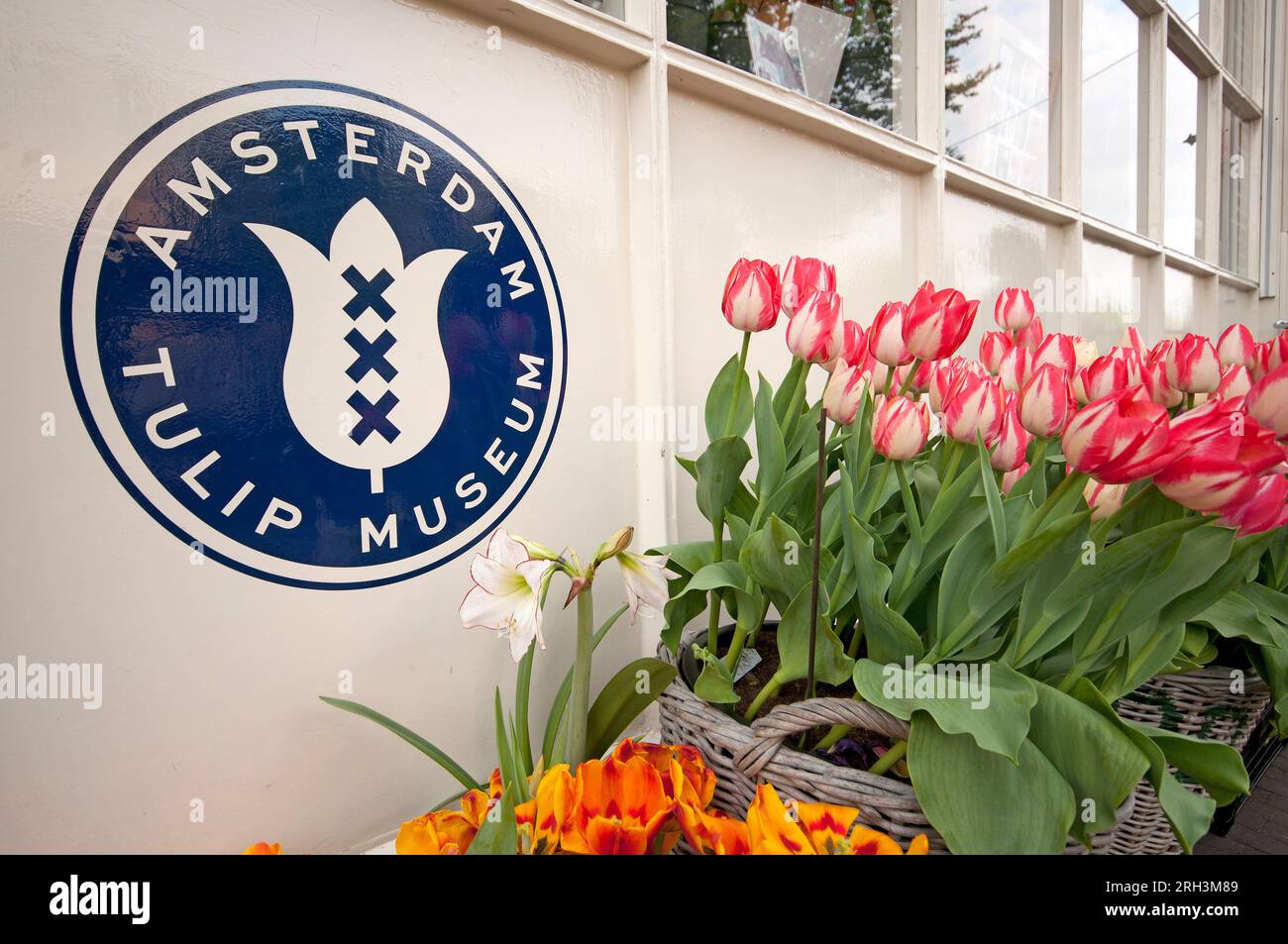 Museo dei tulipani di Amsterdam a Prinsengracht, Amsterdam, Paesi Bassi Foto Stock