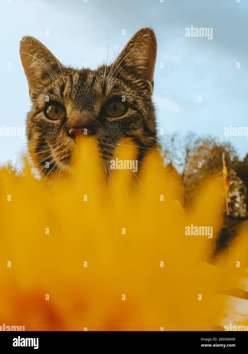 Cat's Gaze: Osservatore felino in giardino, focalizzato sulla vasta natura con il fiore di primo piano Foto Stock