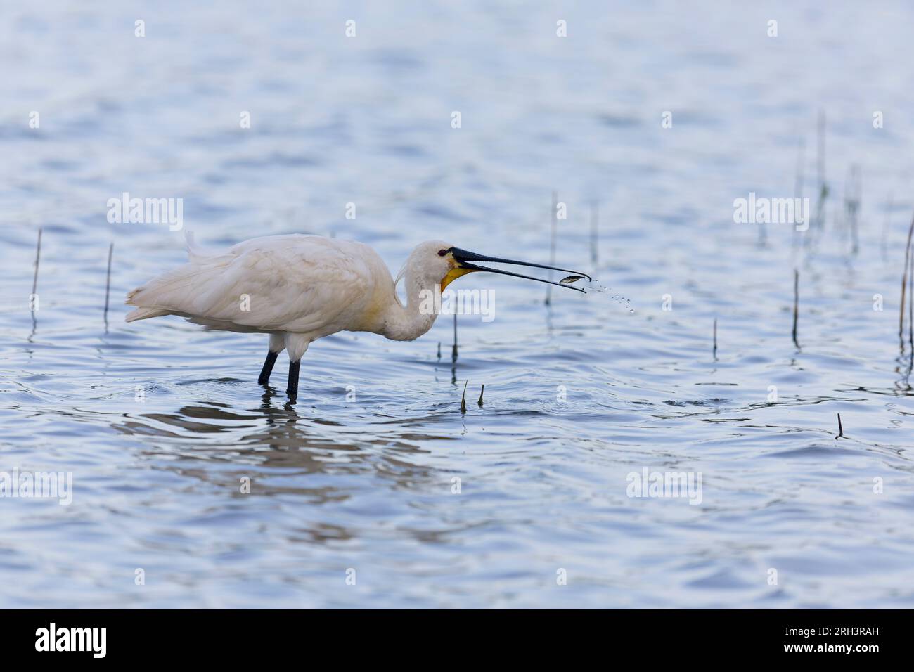 Beccuccio eurasiatico Platalea leucorodia, adulti che si nutrono di Gasterosteus aculeatus a tre spinotti, adulti, riserva RSPB Minsmere, Suffolk Foto Stock