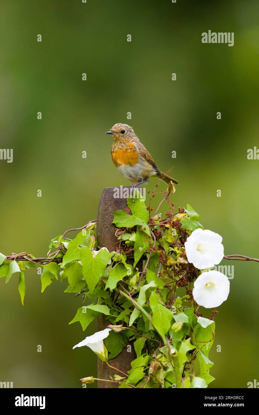 European robin erithacus rubecula, immaturo arroccato su posto con siepe bindweed Calystegia sepium, crescendo su di esso, Suffolk, Inghilterra, agosto Foto Stock