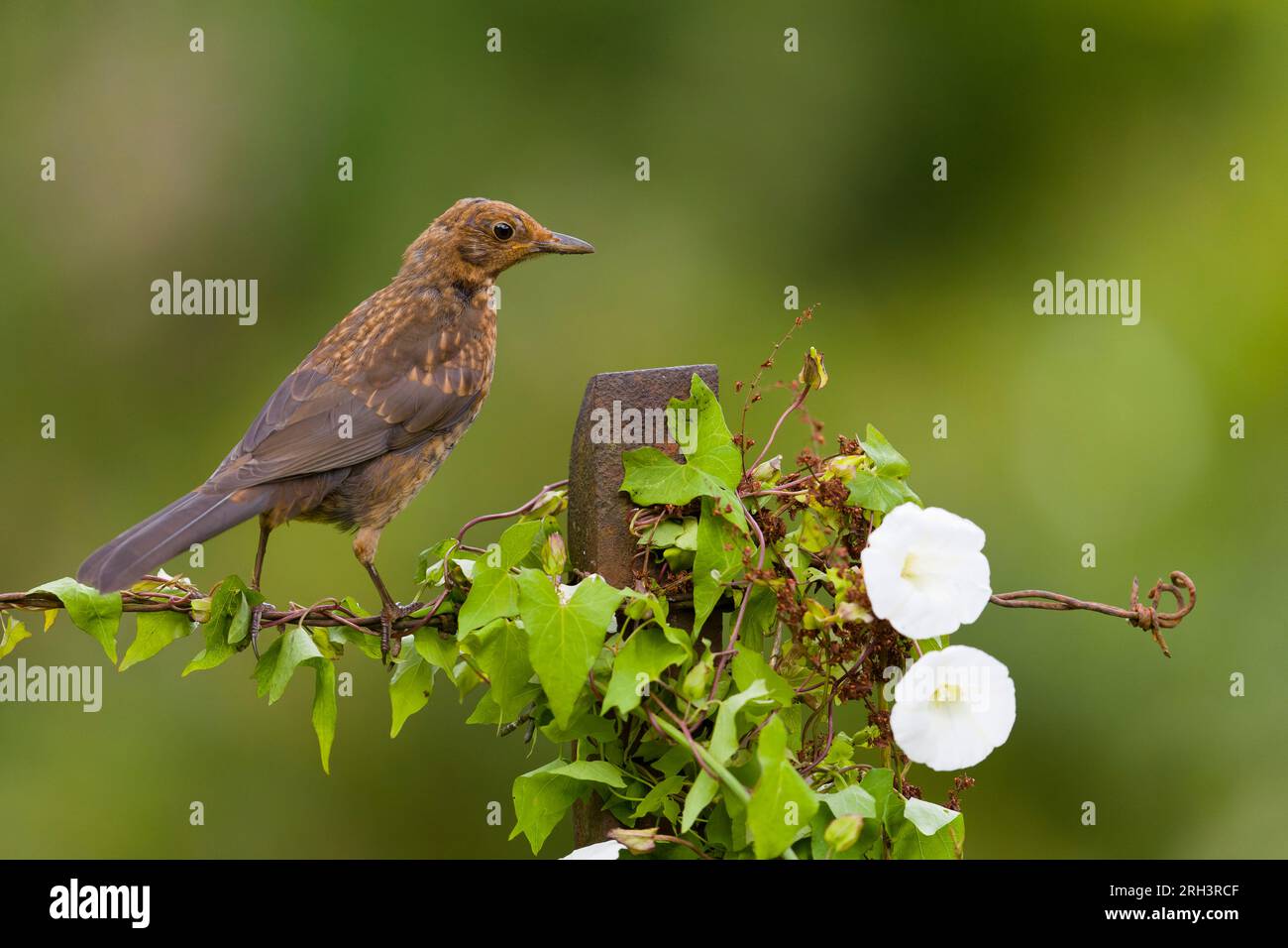 Uccello nero comune Turdus merula, giovane arroccato su un palo con siepe bindweed Calystegia sepium, che cresce su di esso, Suffolk, Inghilterra, agosto Foto Stock