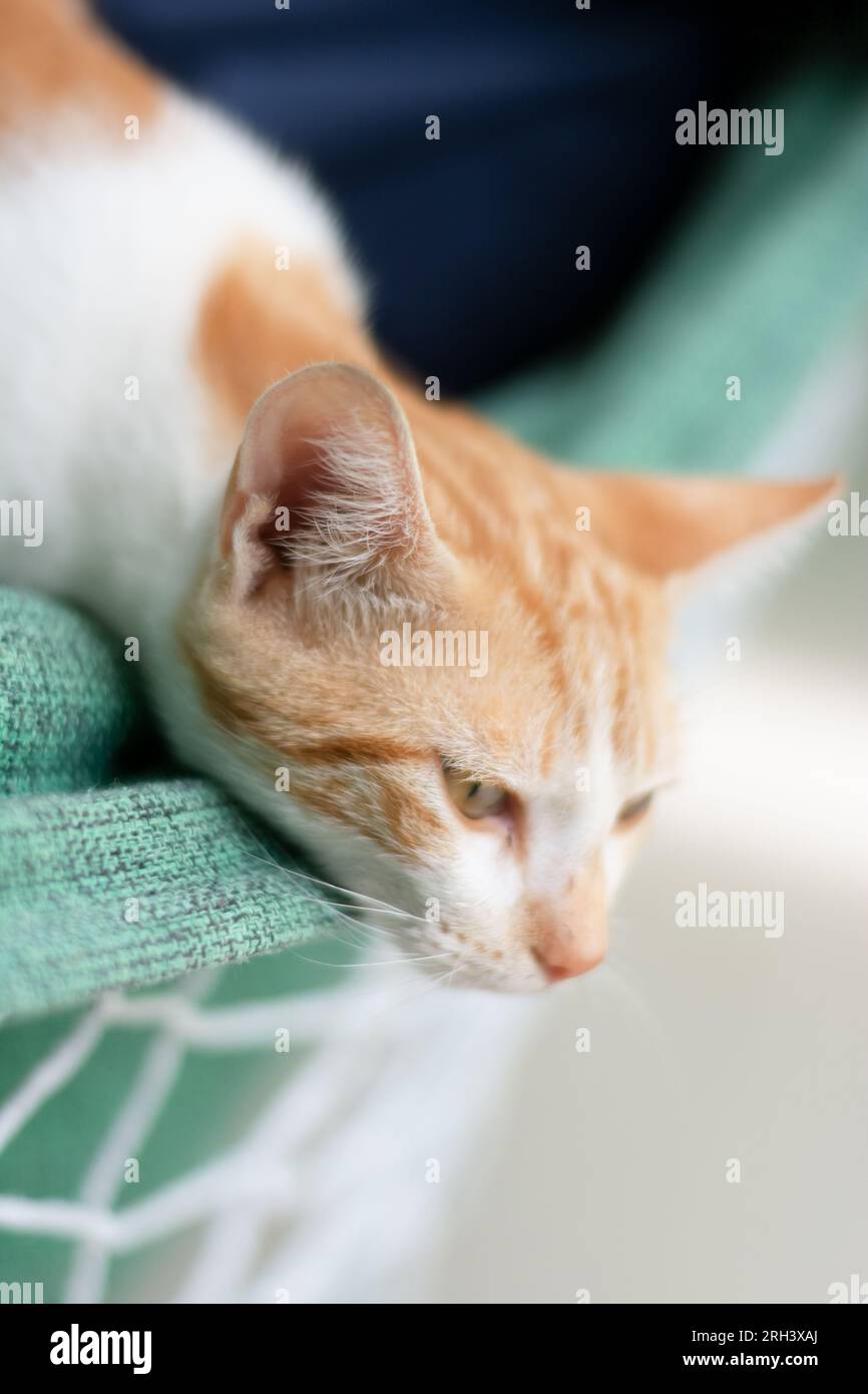 Ritratto ravvicinato di un bellissimo e soffice gatto tabby che guarda dritto. Attenzione al cibo e alla cura degli animali. Foto Stock