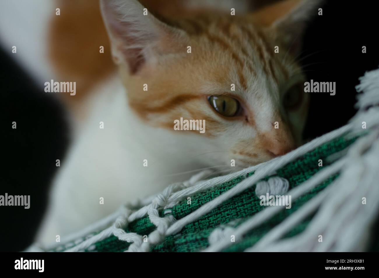 Gattino carino e soffice che fissa da dietro un panno di colore verde. Attenzione al cibo e alla cura degli animali. Foto Stock