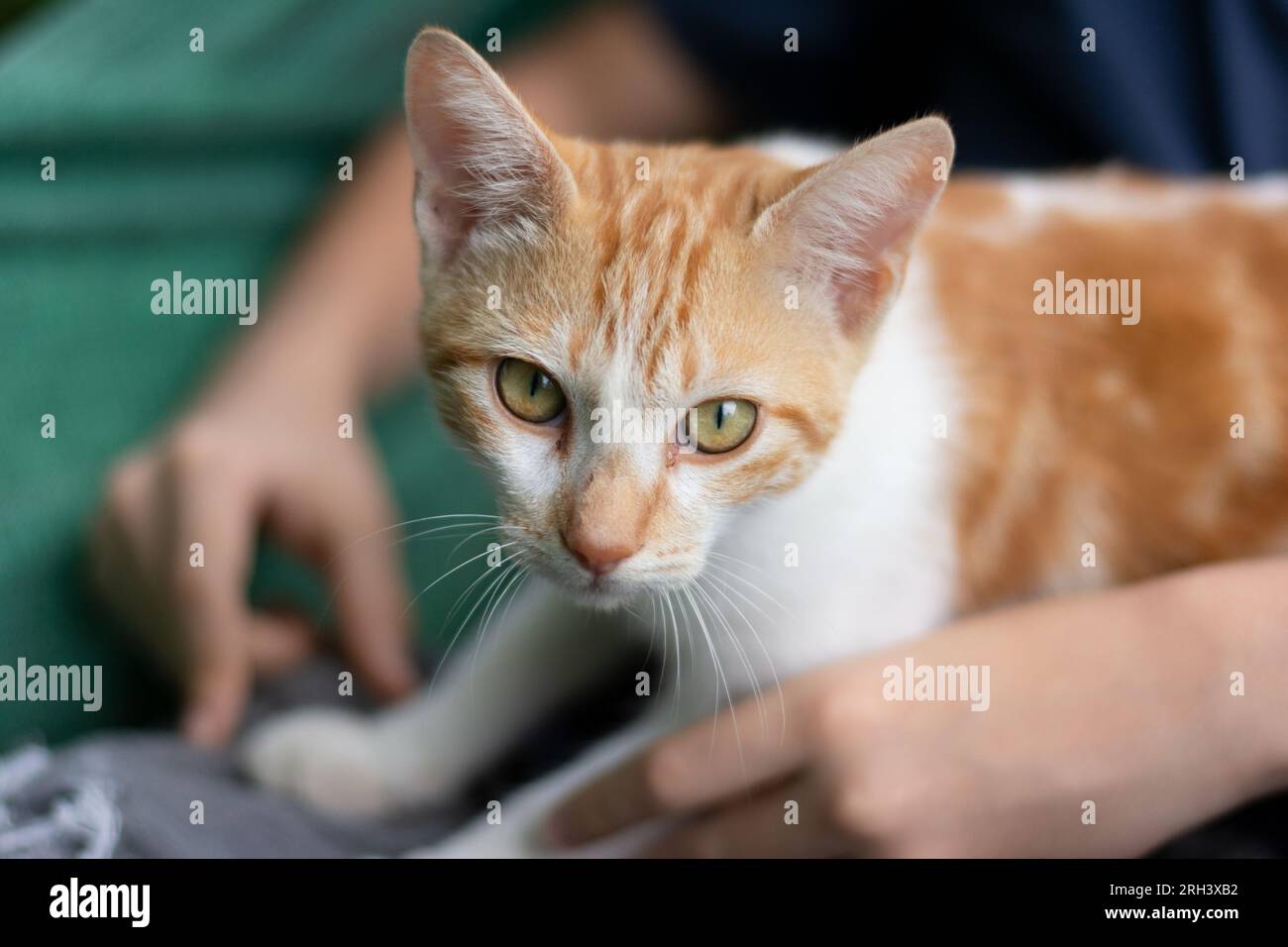 Ritratto ravvicinato di un bellissimo e soffice gatto tabby che guarda dritto. Attenzione al cibo e alla cura degli animali. Foto Stock