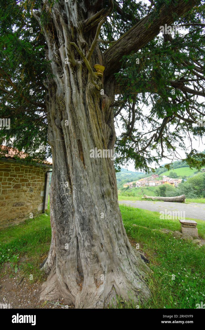 Antico albero di tasso di Pedroveya, Asturie Foto Stock