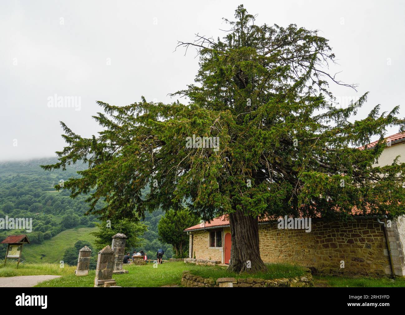 Antico albero di tasso di Pedroveya, Asturie Foto Stock