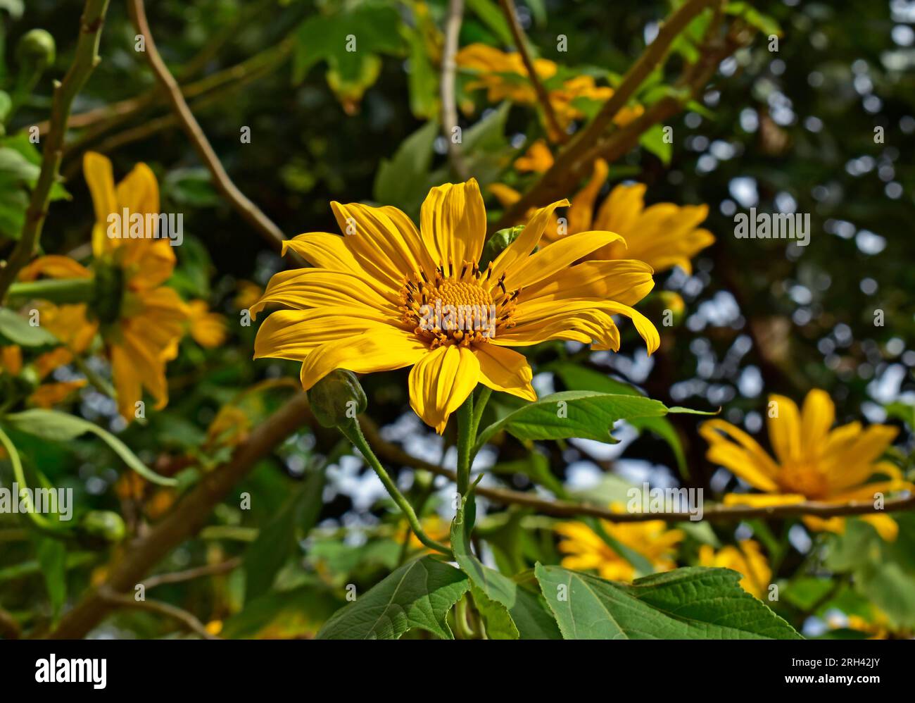 Girasole messicano o albero marigold (Tithonia diversifolia) sul giardino Foto Stock