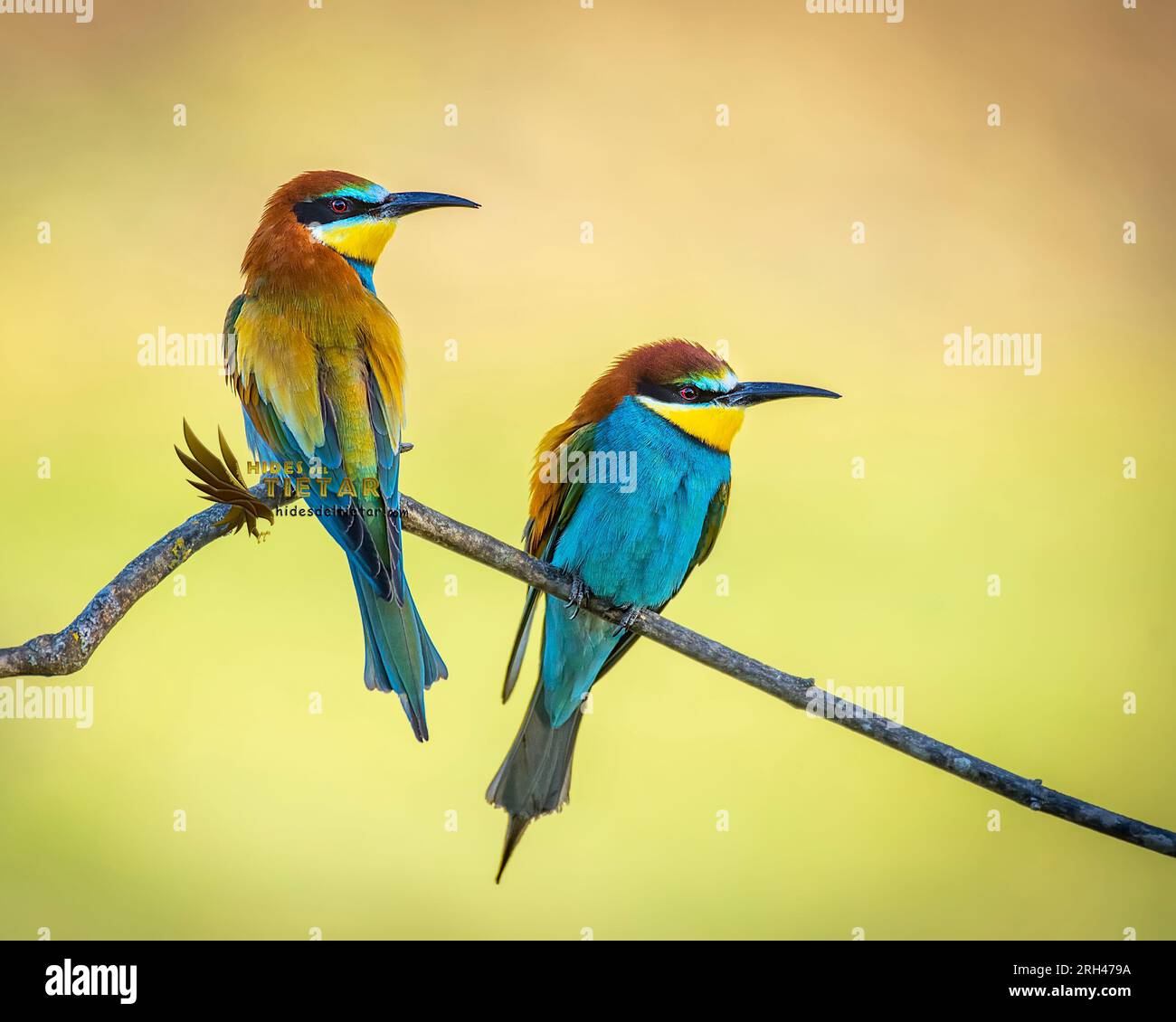 Due mangiatori di api nel loro ramo di corteggiamento in piena stagione Foto Stock