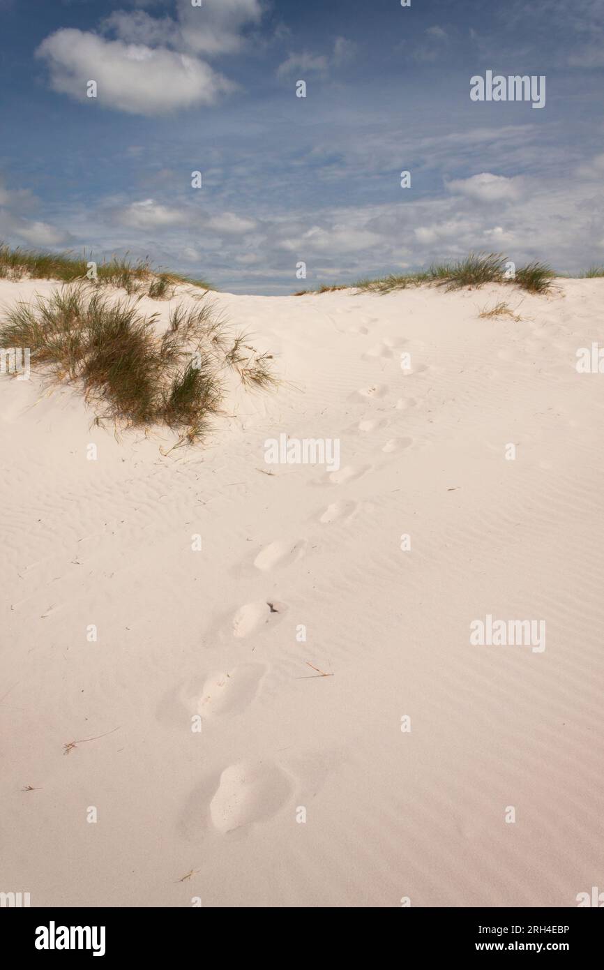 Spiaggia di Dueodde e dune di sabbia sull'isola di Bornholm nel Mar Baltico al largo della Danimarca Europa Foto Stock