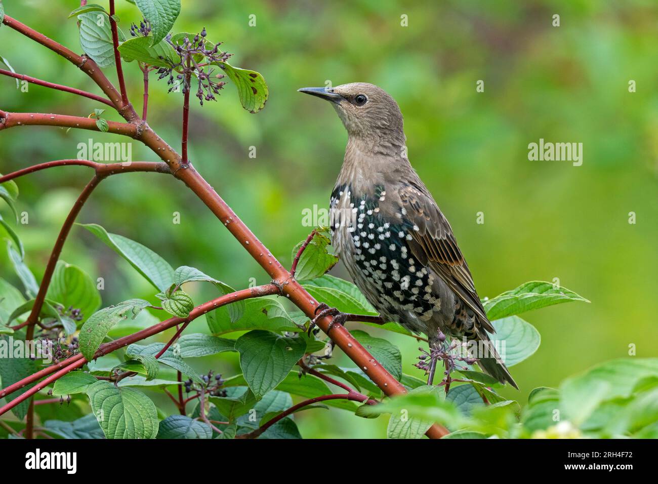 European Starling, (Sturnus vulgaris), Juvenile Foto Stock