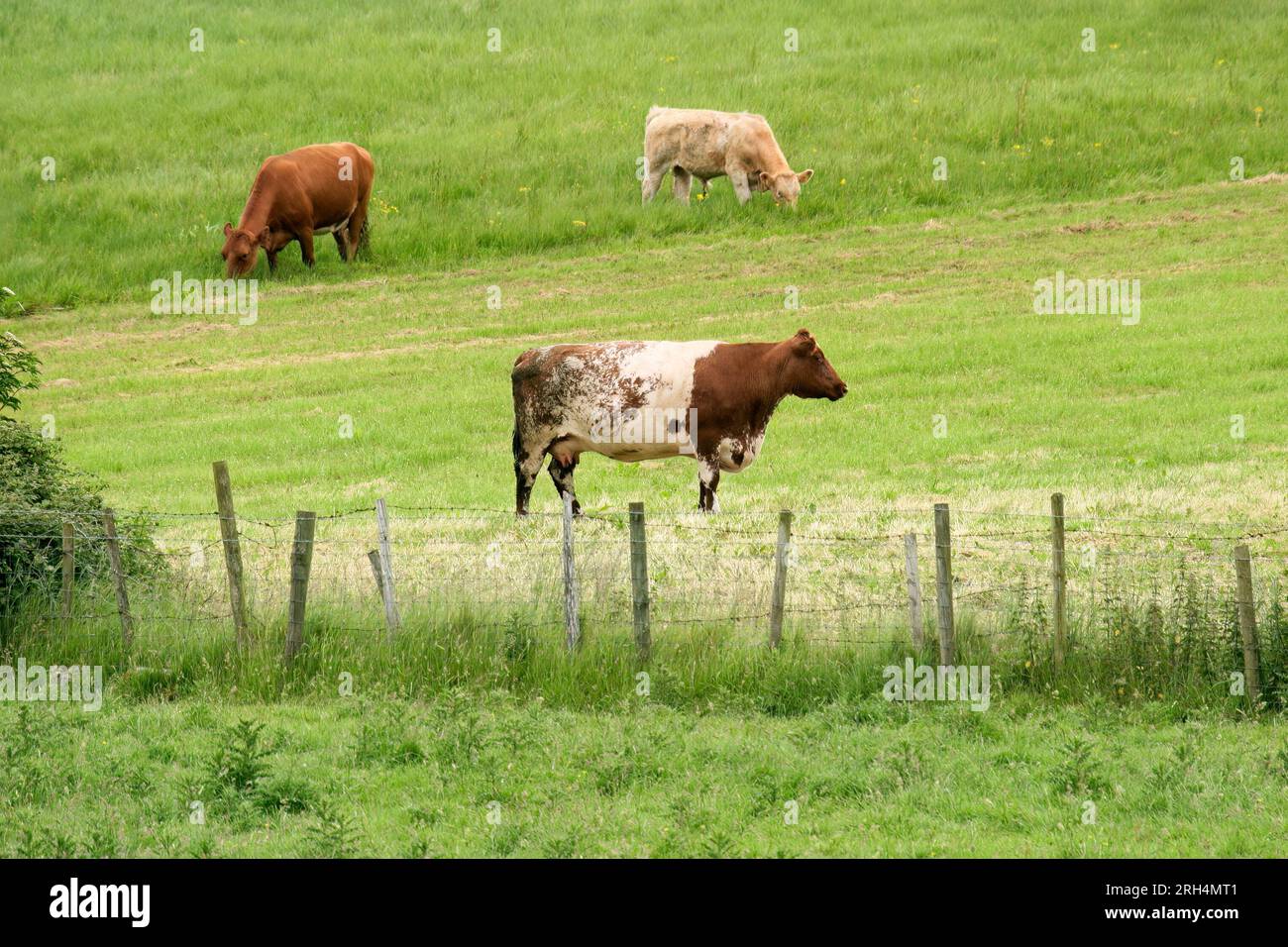 Mucche che pascolano su lussureggianti pascoli verdi di una fattoria rurale, in Irlanda Foto Stock
