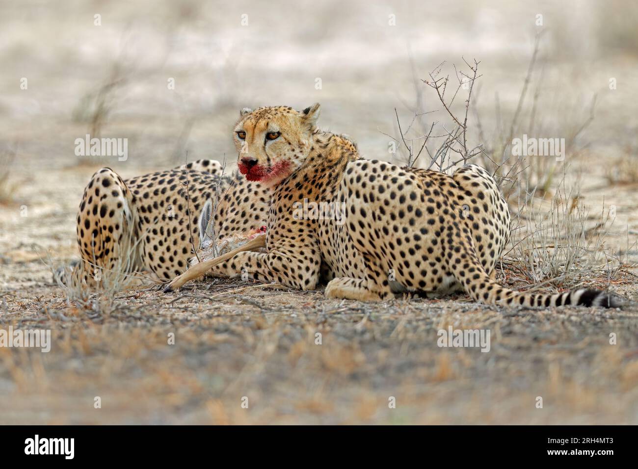 Cheetah (Acinonyx jubatus) in habitat naturale con prede, deserto del Kalahari, Sudafrica Foto Stock