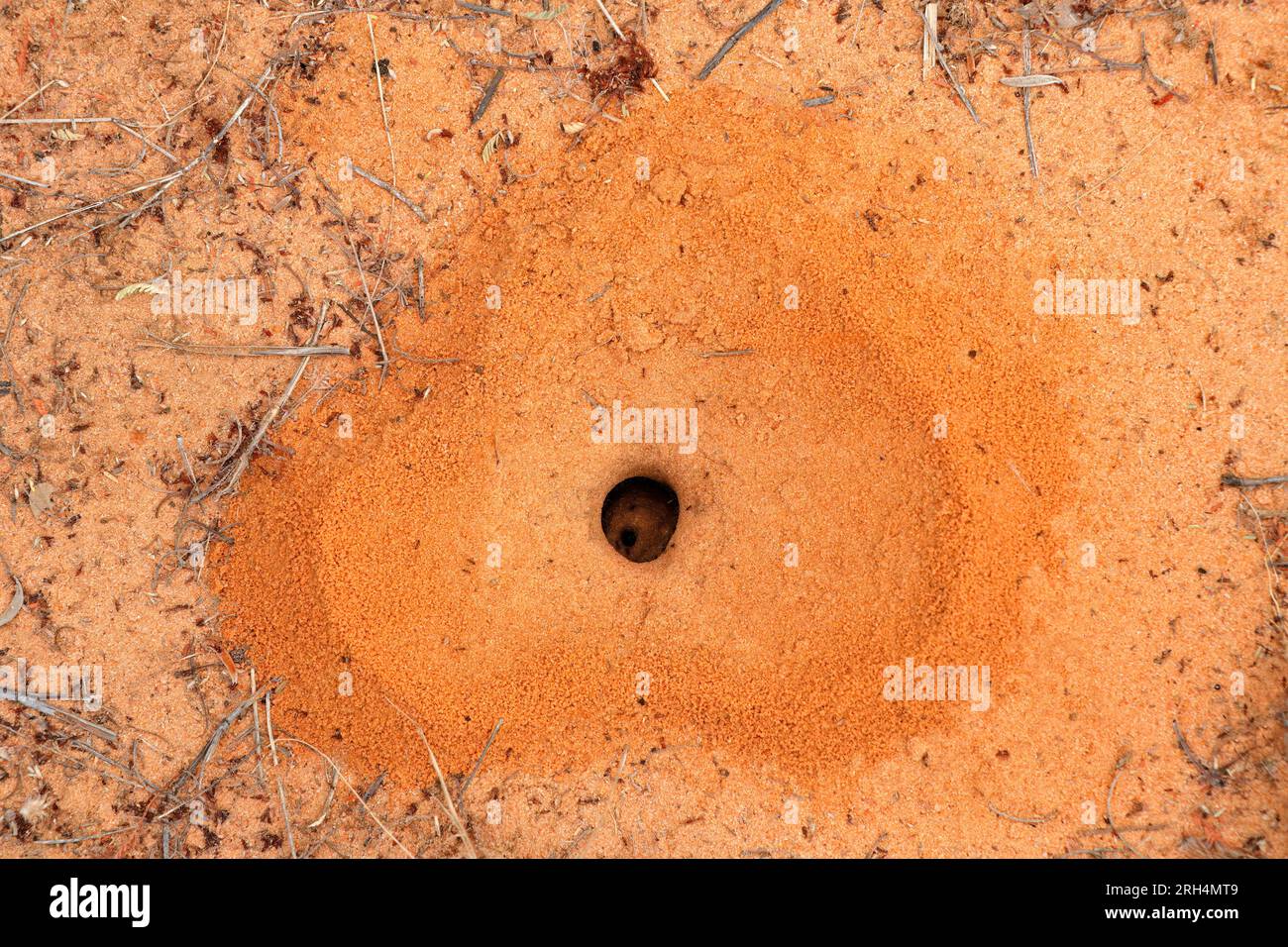 Nido di formiche a forma di cuore con piccole formiche di lavoratori neri, Sud Africa Foto Stock