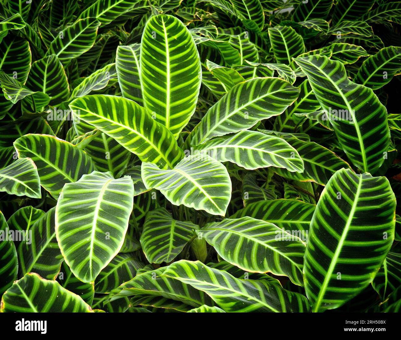 La bellezza delle foglie verdi con strisce bianche Foto Stock