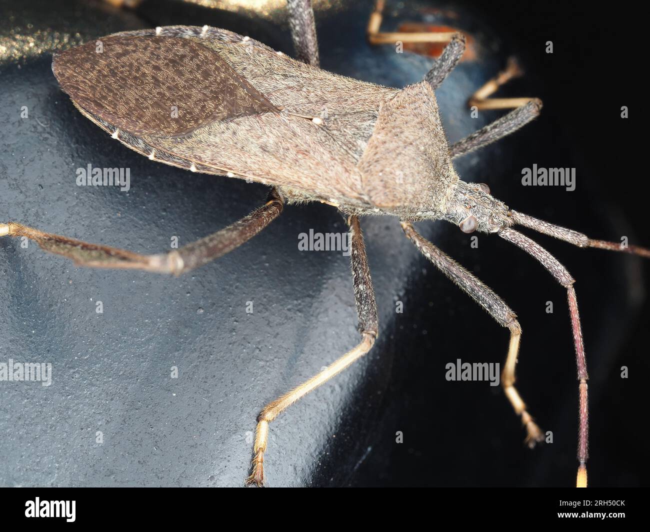 Un bug a piedi di foglia proveniente dal Texas, USA, identificato come Acanthocephala terminalis Foto Stock