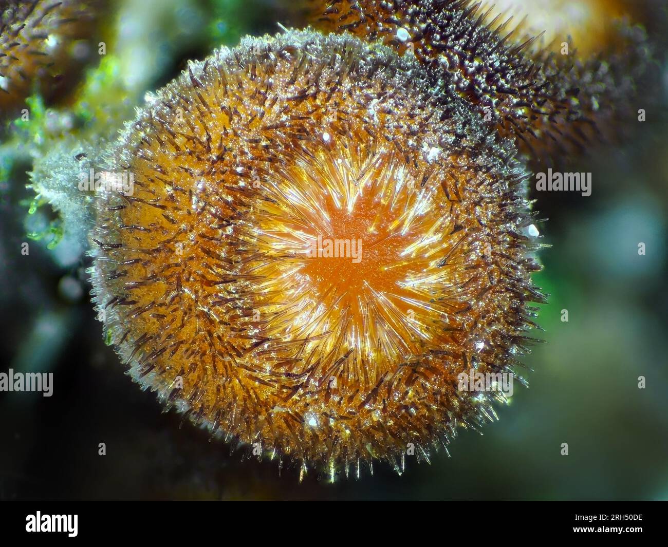 Piccolo fungo al microscopio, probabilmente Scutellinia scutellata o simile Foto Stock