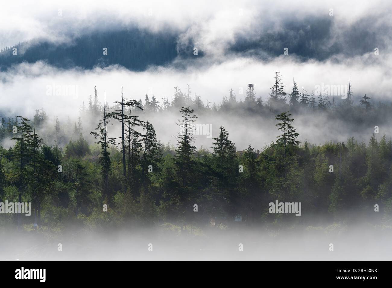 Foresta pluviale temperata in nebbia e nebbia, Telegraph Cove, Vancouver Island, British Columbia, Canada. Foto Stock