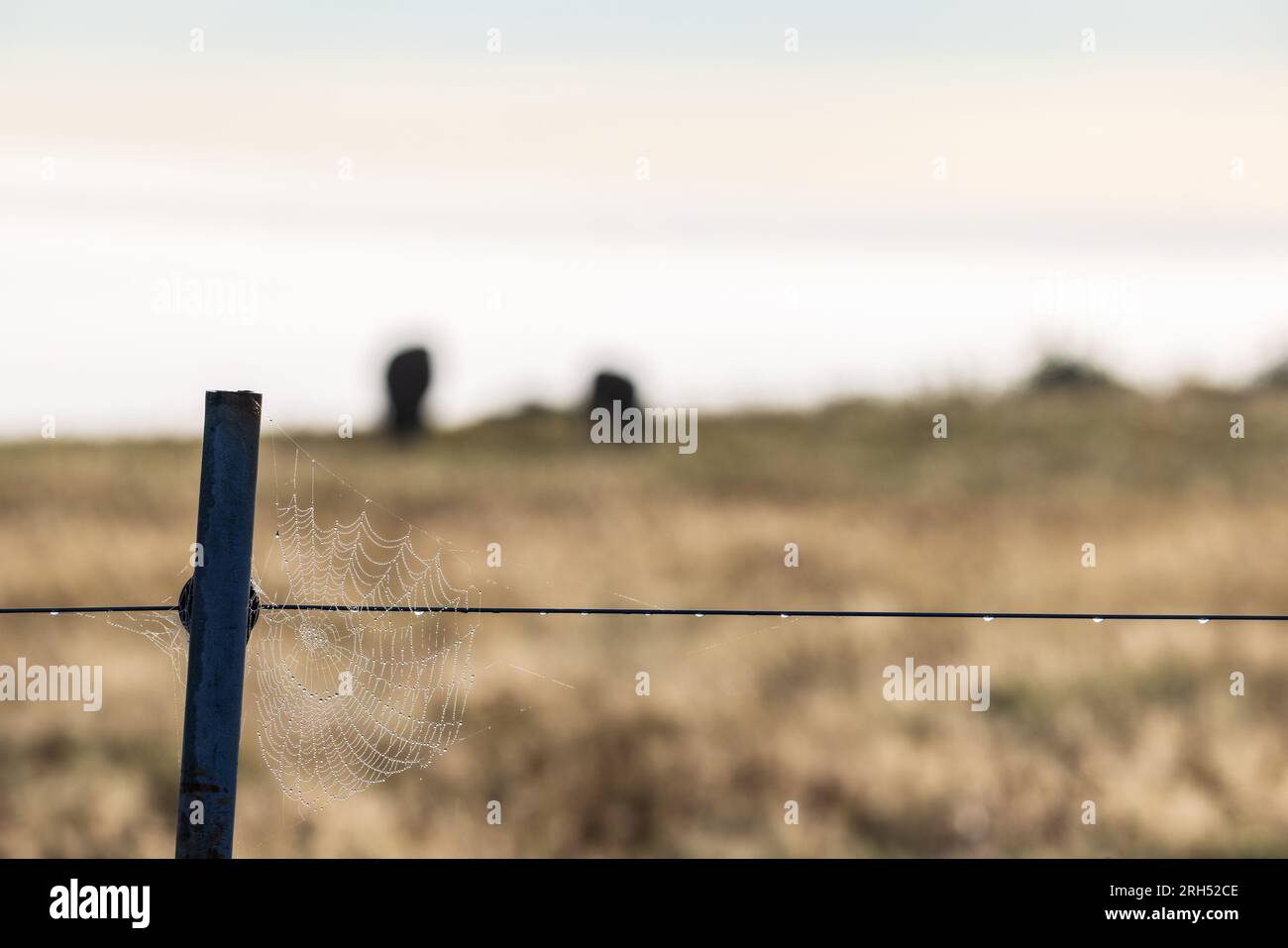Ragnatele su un palo di recinzione Foto Stock