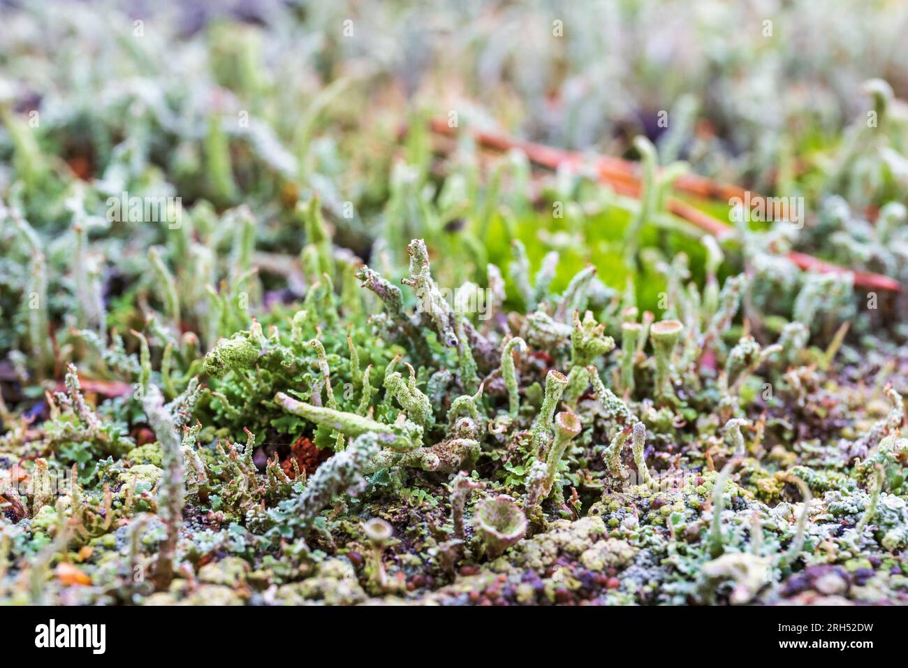 Lichene verde sul pavimento della foresta Foto Stock