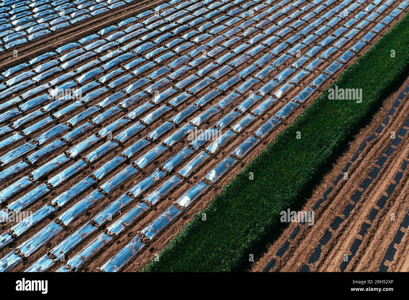 Ripresa aerea dell'attrezzatura del tunnel di rivestimento in plastica della pellicola di pacciamatura nella piantagione di anguria dal drone pov, vista dall'alto Foto Stock