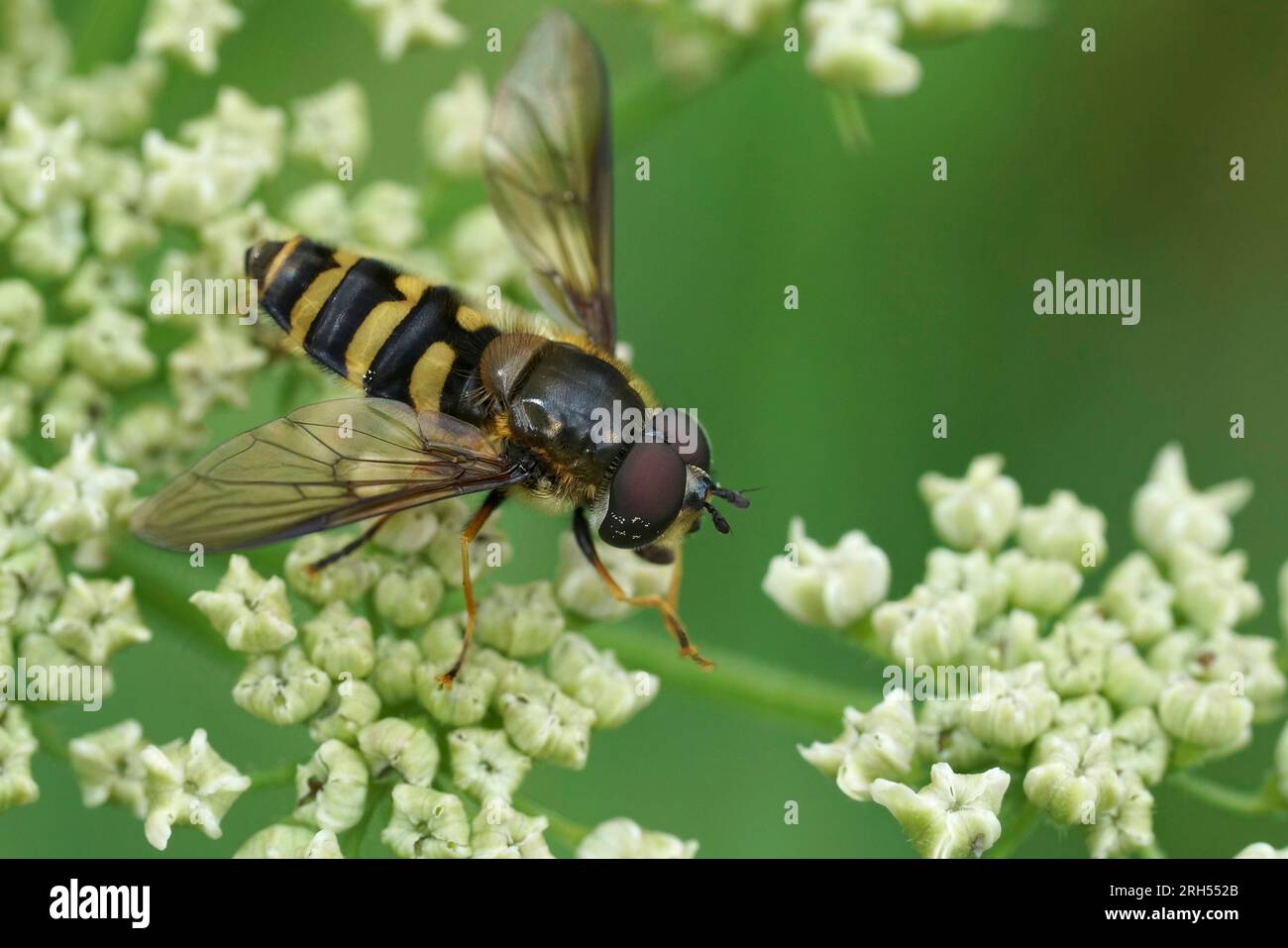 Primo piano naturale su una vespa con fascia gialla che imita l'hoverfly, Megasyrphus erraticus seduto su un fiore bianco di Heracleum Sphondylium Foto Stock