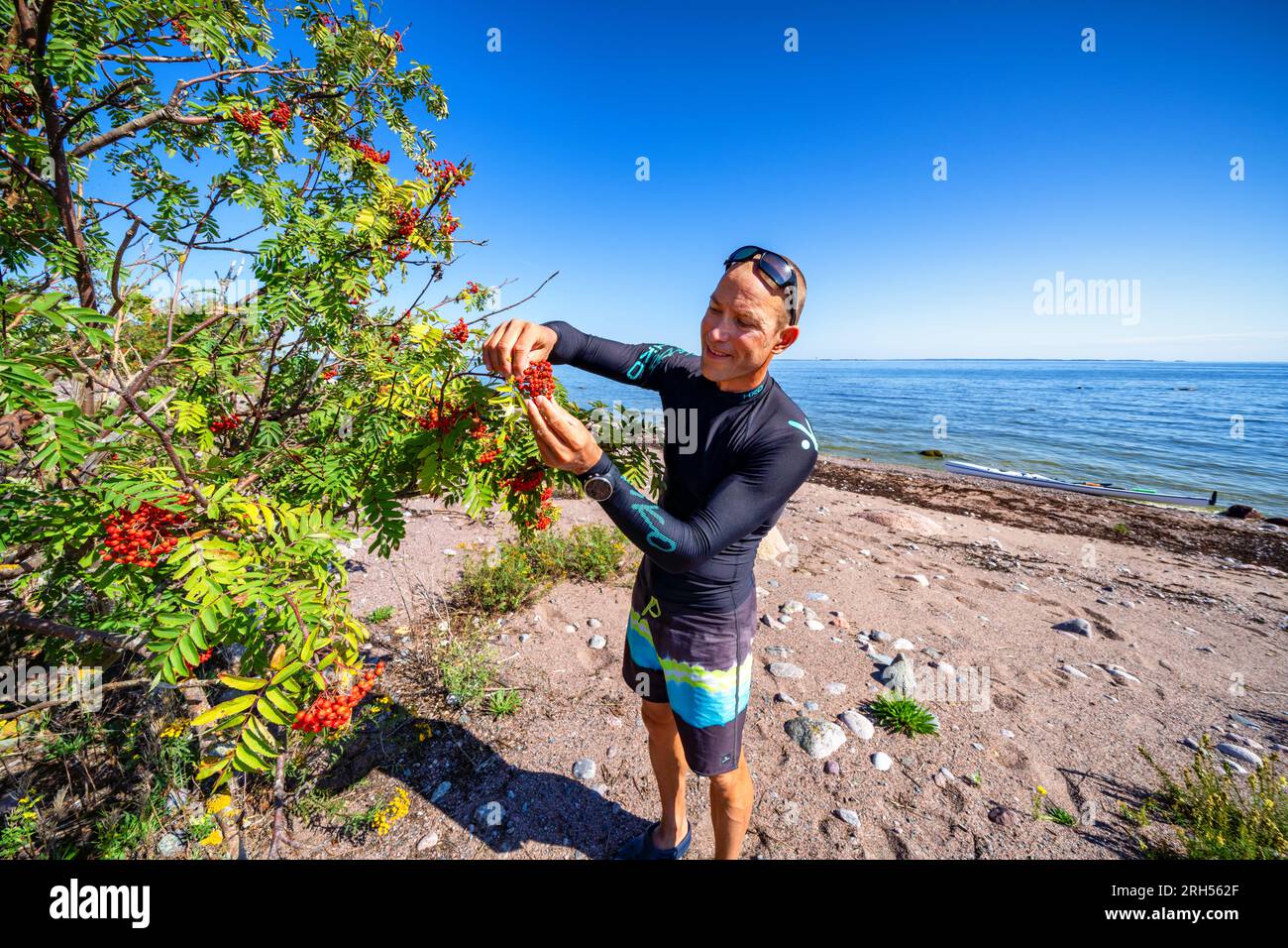 Raccolta di bacche di roan nell'isolotto di Långören, Porvoo, Finlandia Foto Stock