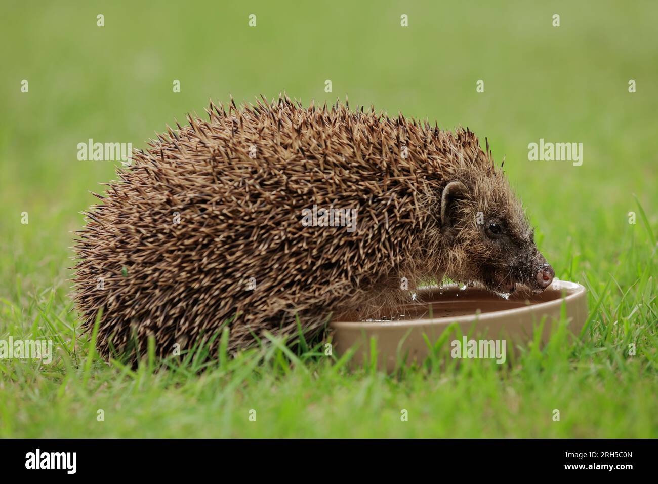 Ricci selvaggi e nativi che bevono in un giardino amichevole con ricci. Portato all'interno di un nascondiglio faunistico per monitorare la salute e la popolazione di questo mammifero in declino Foto Stock