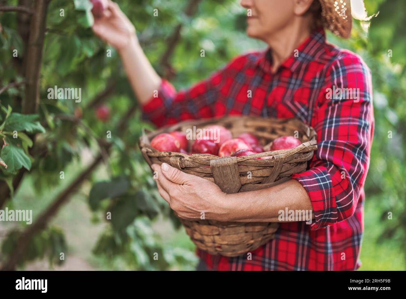 Donna contadina nel giardino di frutteto di mele raccogliere le mele biologiche mature da un albero di mele e raccogliere la frutta in un cesto di legno pieno di raccolta delle mele Foto Stock