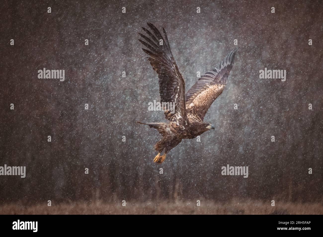 Aquila dalla coda bianca dorata con ali aperte che attaccano la mano dello swoop di atterraggio Foto Stock
