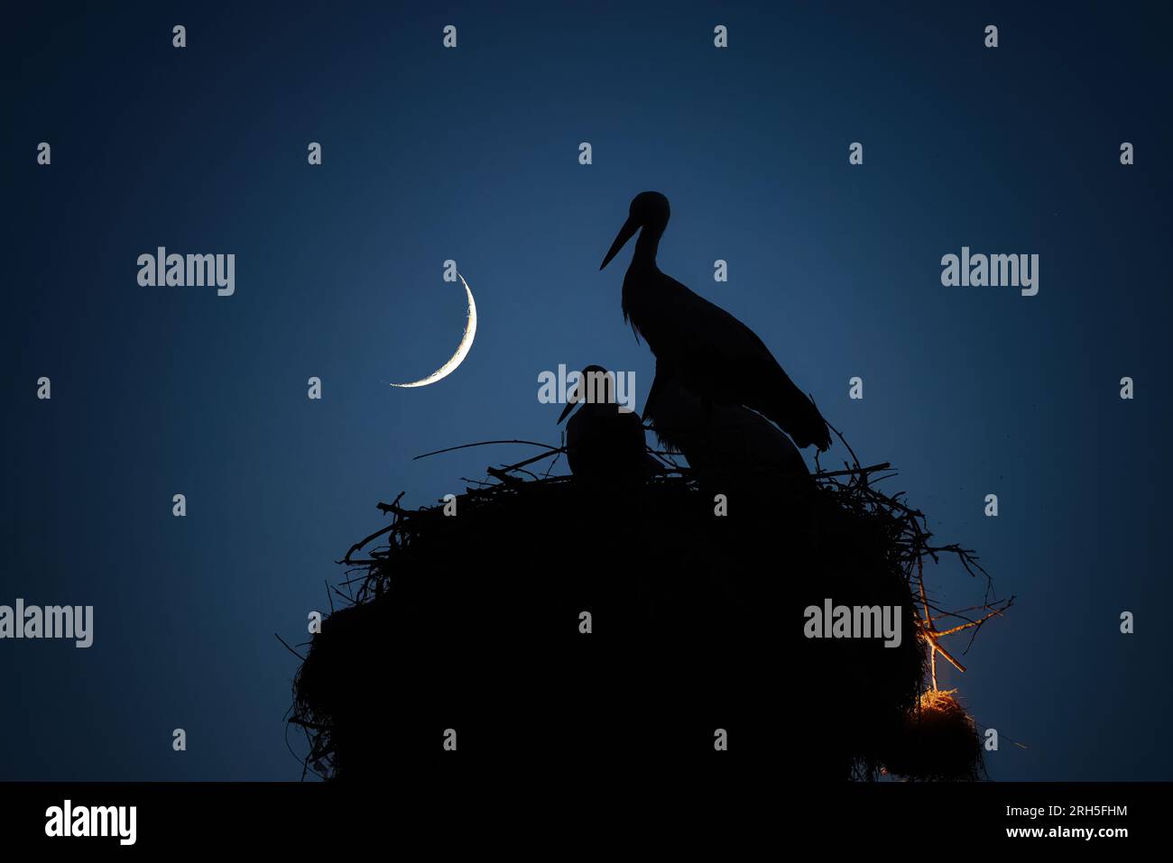 Luna, cielo notturno e cicogne famiglia nel nido. Cicogne e neonati. Foto Stock