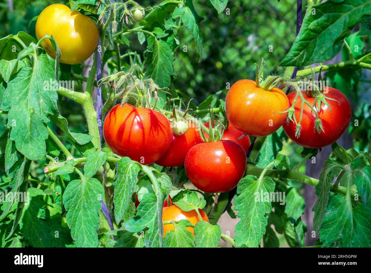 Raccogliere i pomodori sui rami del cespuglio. Maturazione dei frutti. Foto Stock