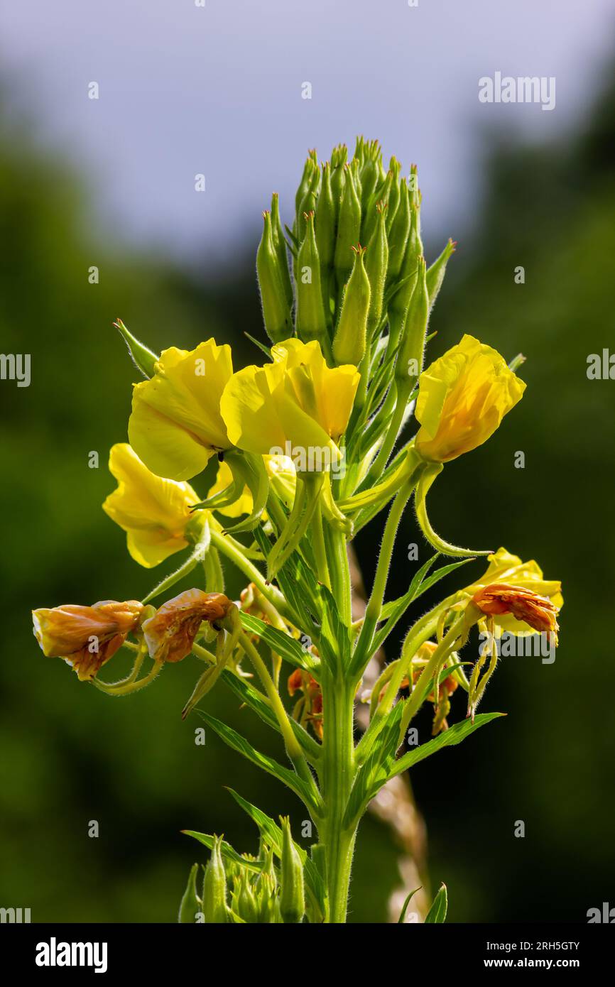 Primula serale gialla Oenothera biennis, pianta di medicina per cosmetici, cura della pelle ed eczema. Foto Stock