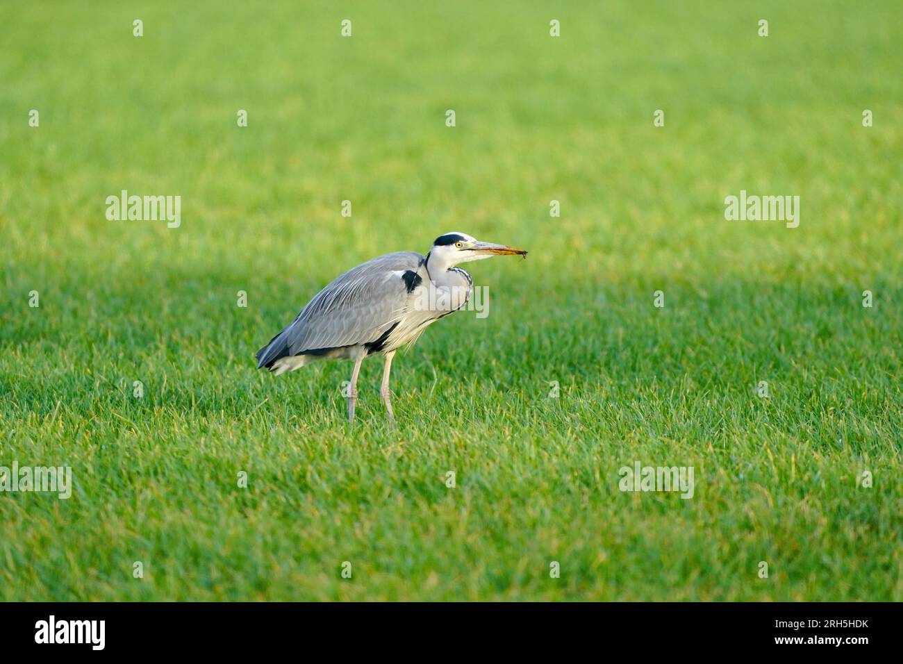 Il bellissimo uccello d'airone grigio cammina nell'erba con un insetto nel becco. Uno sfondo naturale, erba. Foto Stock