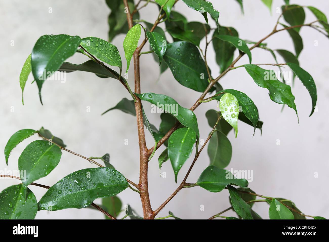 un primo piano delle foglie di fico piangenti coperte da gocce d'acqua Foto Stock