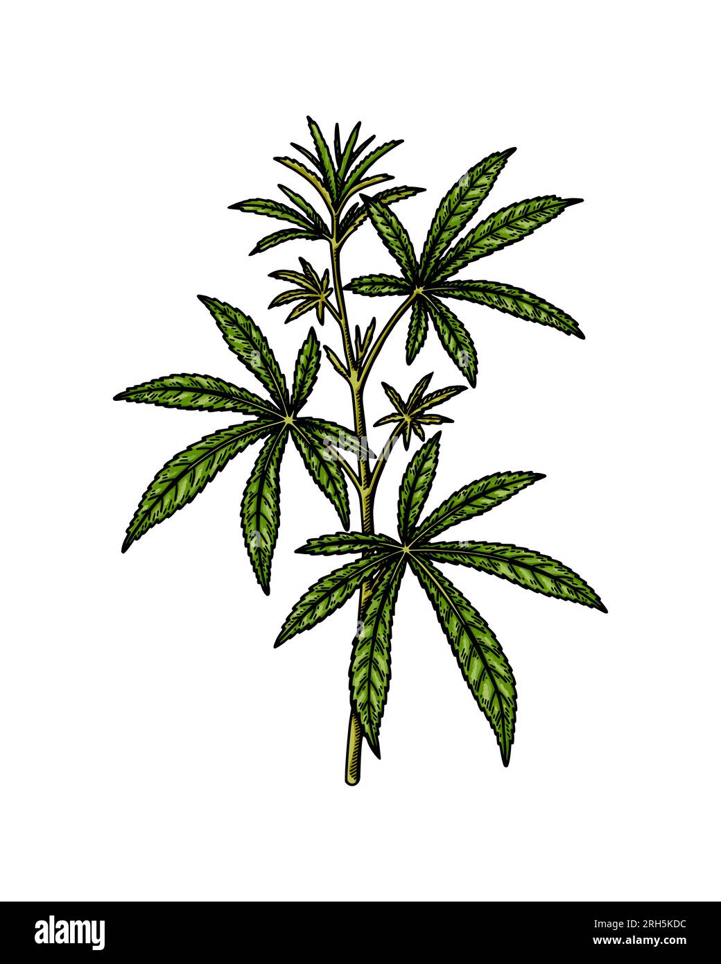 Schizzo del ramo di cannabis. Disegno botanico sulla marijuana. Illustrazione vettoriale realistica disegnata a mano Illustrazione Vettoriale