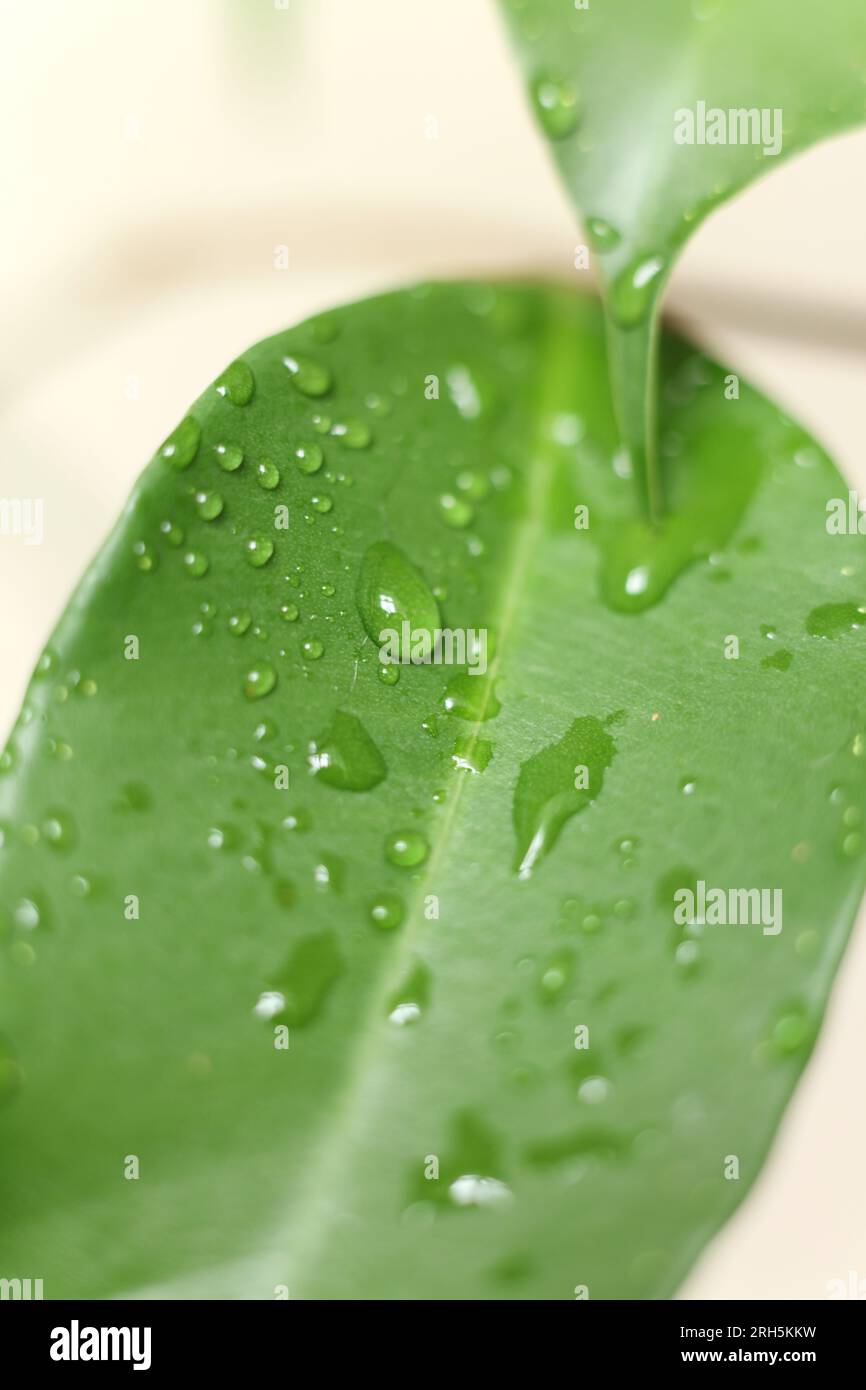 un primo piano delle foglie di fico piangenti coperte da gocce d'acqua Foto Stock