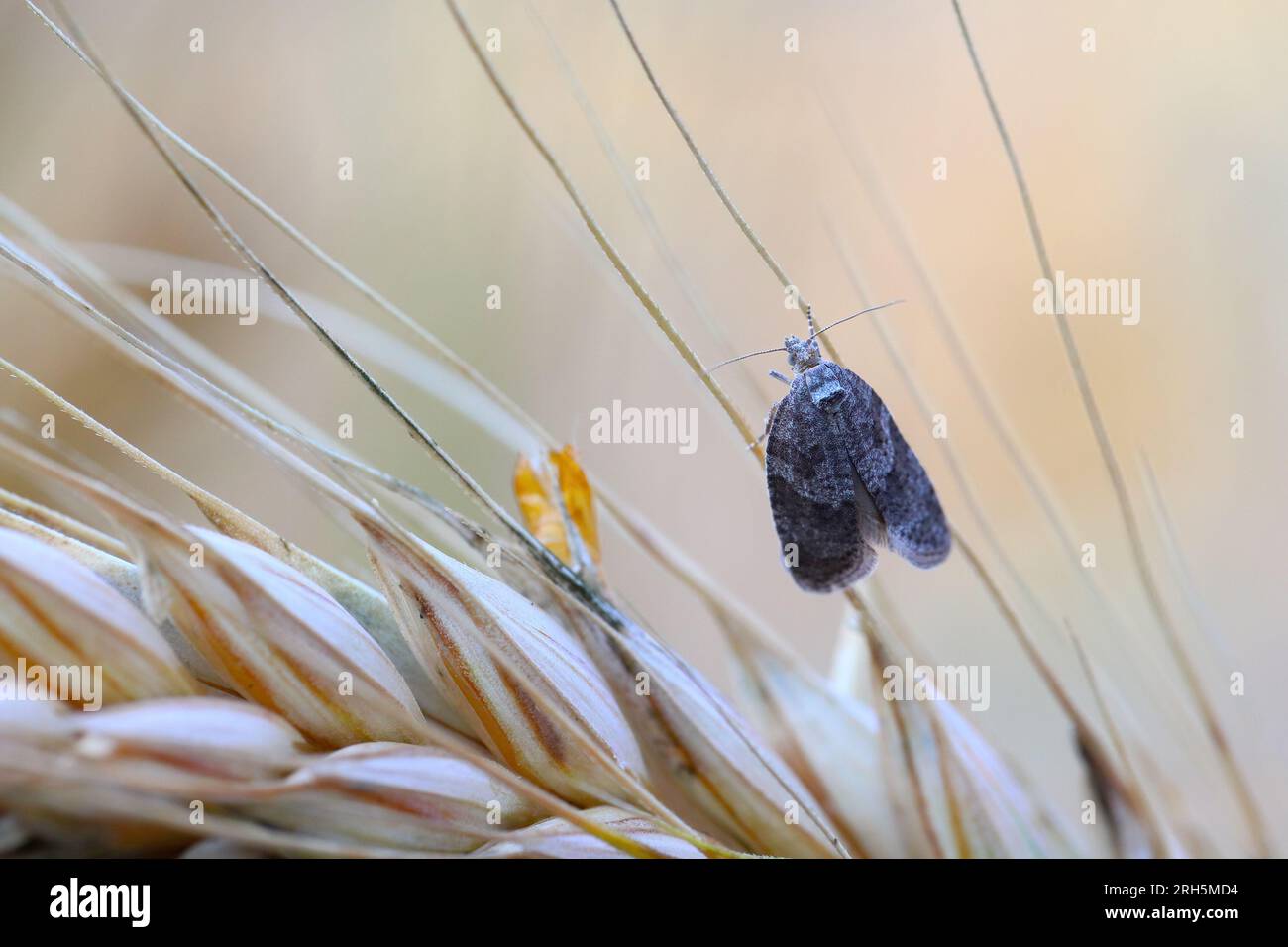 Tortrix grigia (Cnephasia sp.) micro falena in profilo. Piccolo insetto della famiglia Tortricidae, Lepidoptera. L'organismo nocivo comune per cereali è emerso fresco. Foto Stock