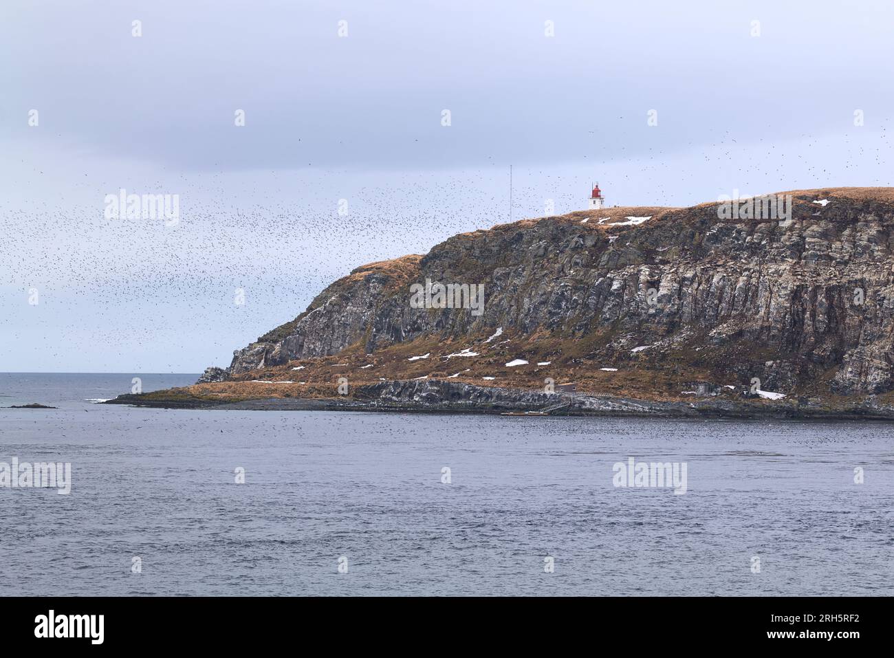 La torre in legno del faro di Vardø, costruita nel 1896 sulla piccola isola di Hornøya, circondata da Un grande gregge di uccelli marini. Norvegia. 7 maggio 2023 Foto Stock