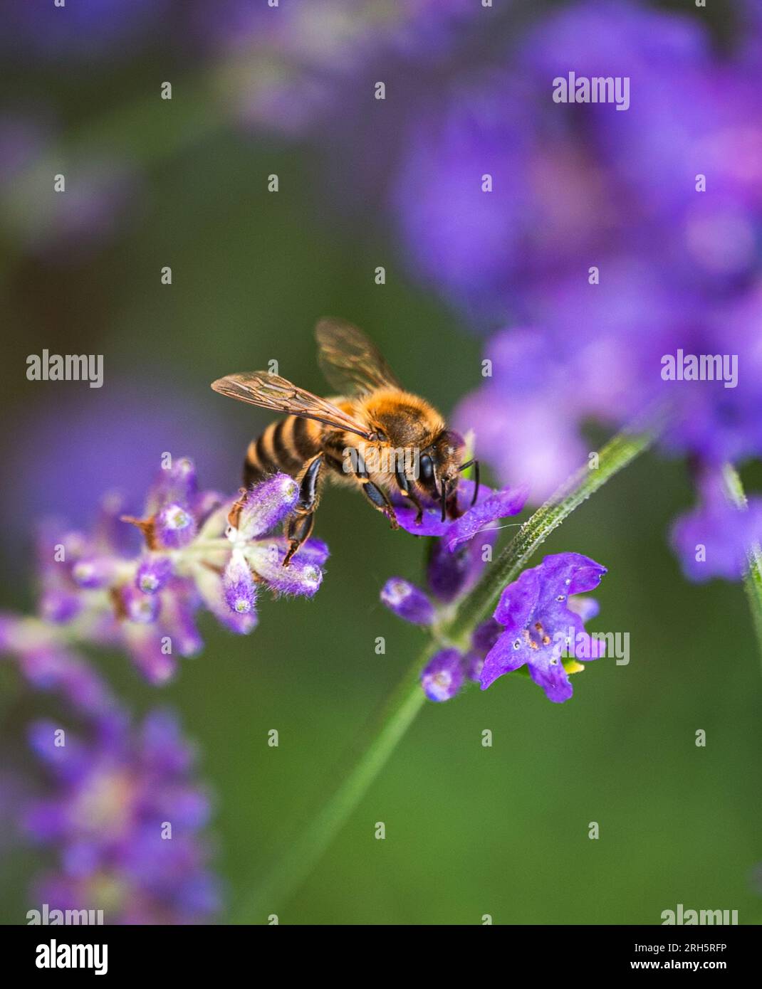 Le api raccolgono polline dai fiori di lavanda il giorno d'estate. Foto Stock