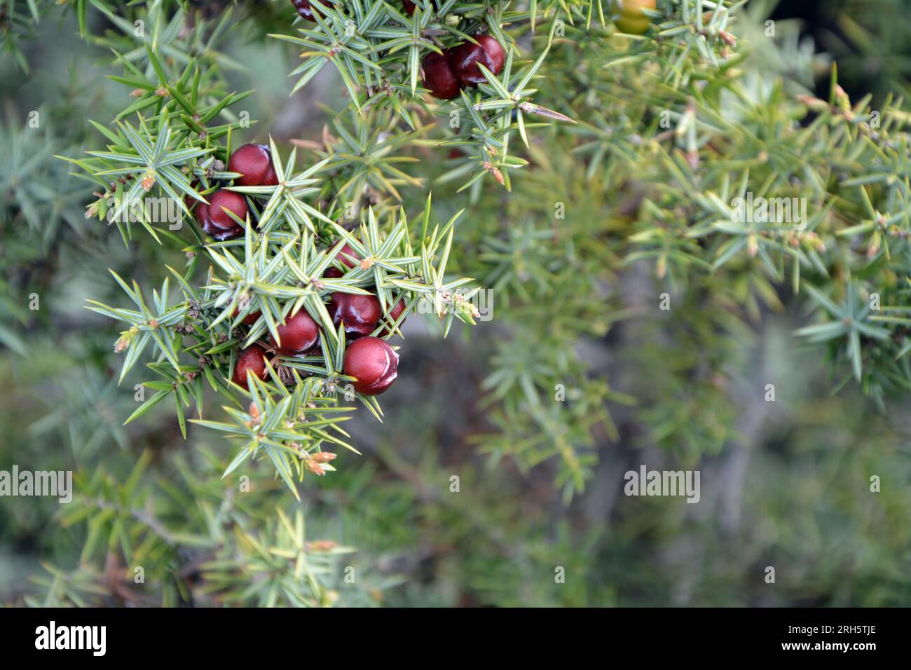 Primo piano dei rami e dei frutti rossi maturi di Cade (Juniperus oxycedrus). Immagine orizzontale con messa a fuoco selettiva, sfondo sfocato e spazio di copia Foto Stock
