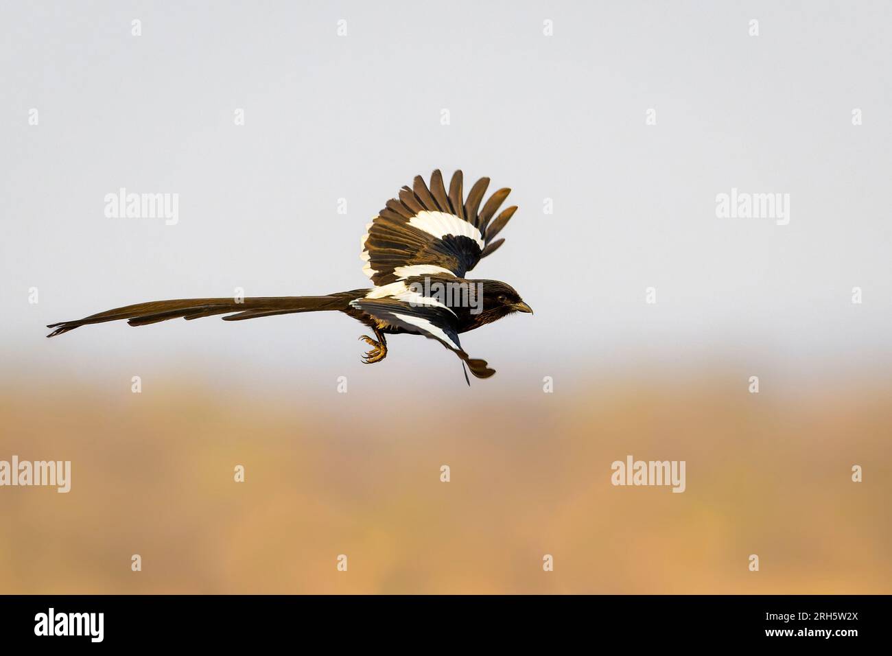 Magpie shrike (Urolestes melanoleuca) in volo, parco nazionale di Kruger, Mpumalanga, Sudafrica. Foto Stock