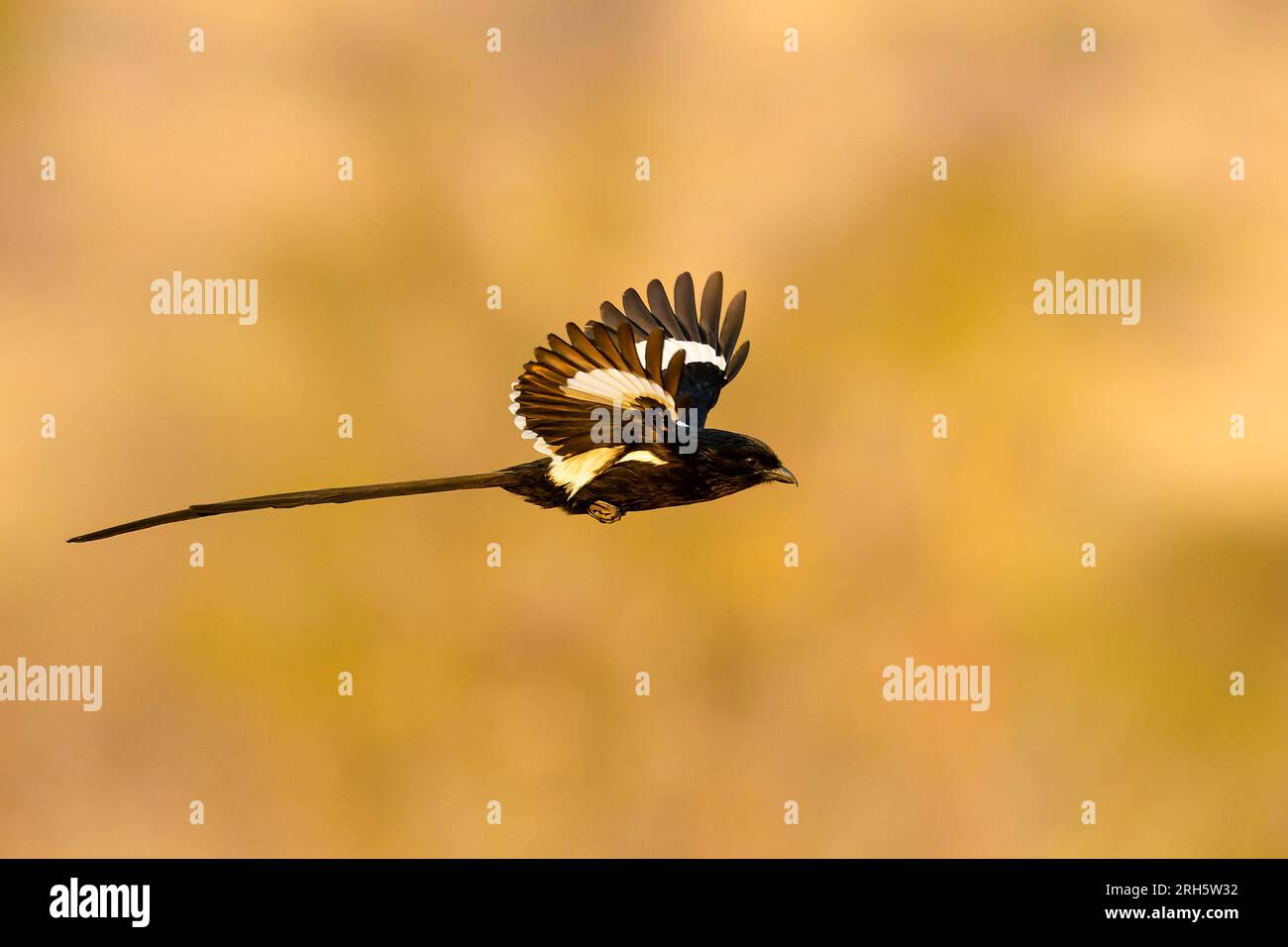Magpie shrike (Urolestes melanoleuca) in volo, parco nazionale di Kruger, Mpumalanga, Sudafrica. Foto Stock