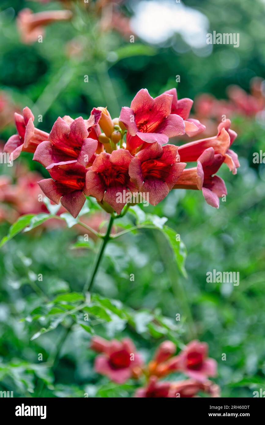 Blüten der Jasmintrompete Foto Stock