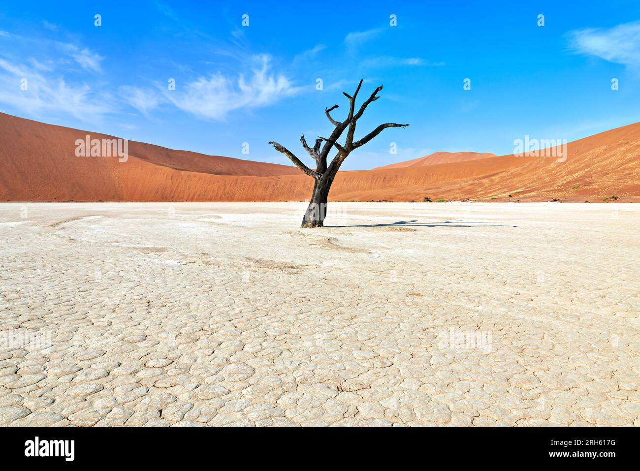 Namibia. Teglia di argilla Deadvlei. Namib Naukluft National Park. Una spina di cammello morta essiccata (Vachellia erioloba) Foto Stock