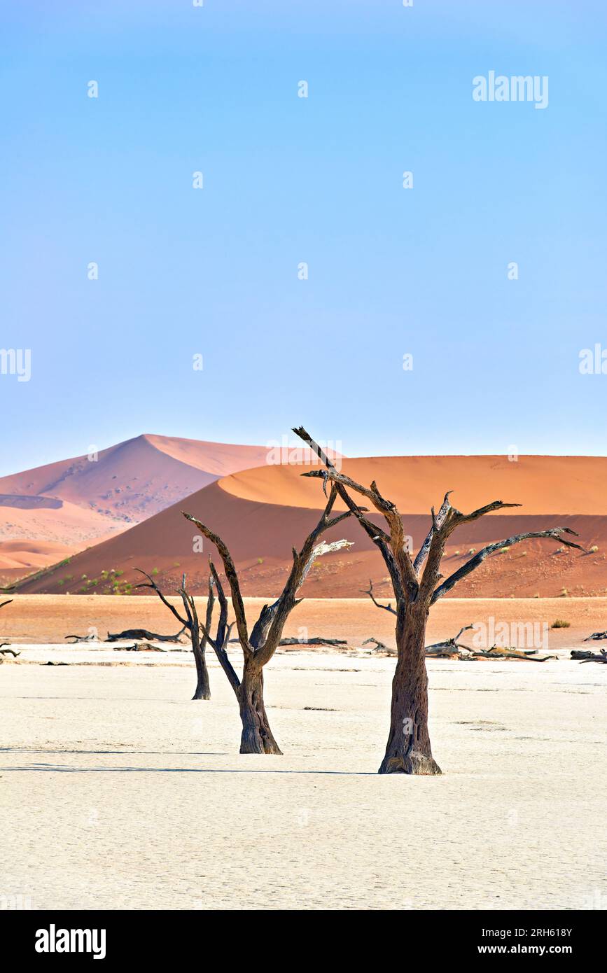 Namibia. Teglia di argilla Deadvlei. Namib Naukluft National Park. Una spina di cammello morta essiccata (Vachellia erioloba) Foto Stock