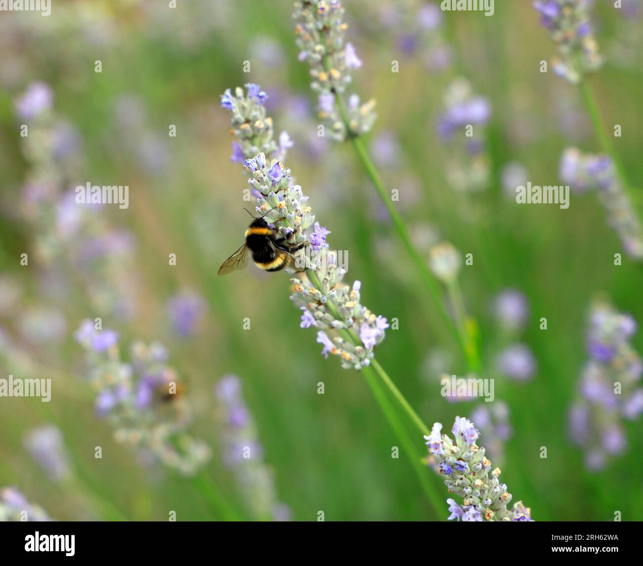 Bumble bee on lavender, Physic Garden, Cowbridge, vale of Glamorgan, South Wales, REGNO UNITO. Foto Stock