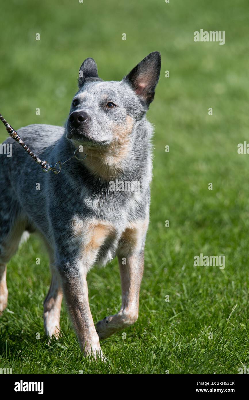 Cane australiano che cammina e guarda verso il loro gestore Foto Stock