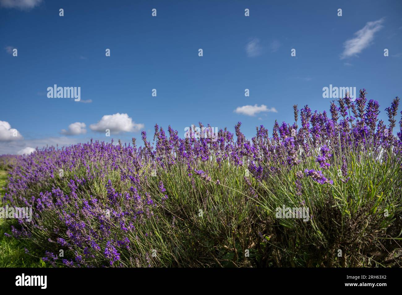 Piante di lavanda in un campo. Fiori viola con cielo blu. Orientamento orizzontale. Foto Stock