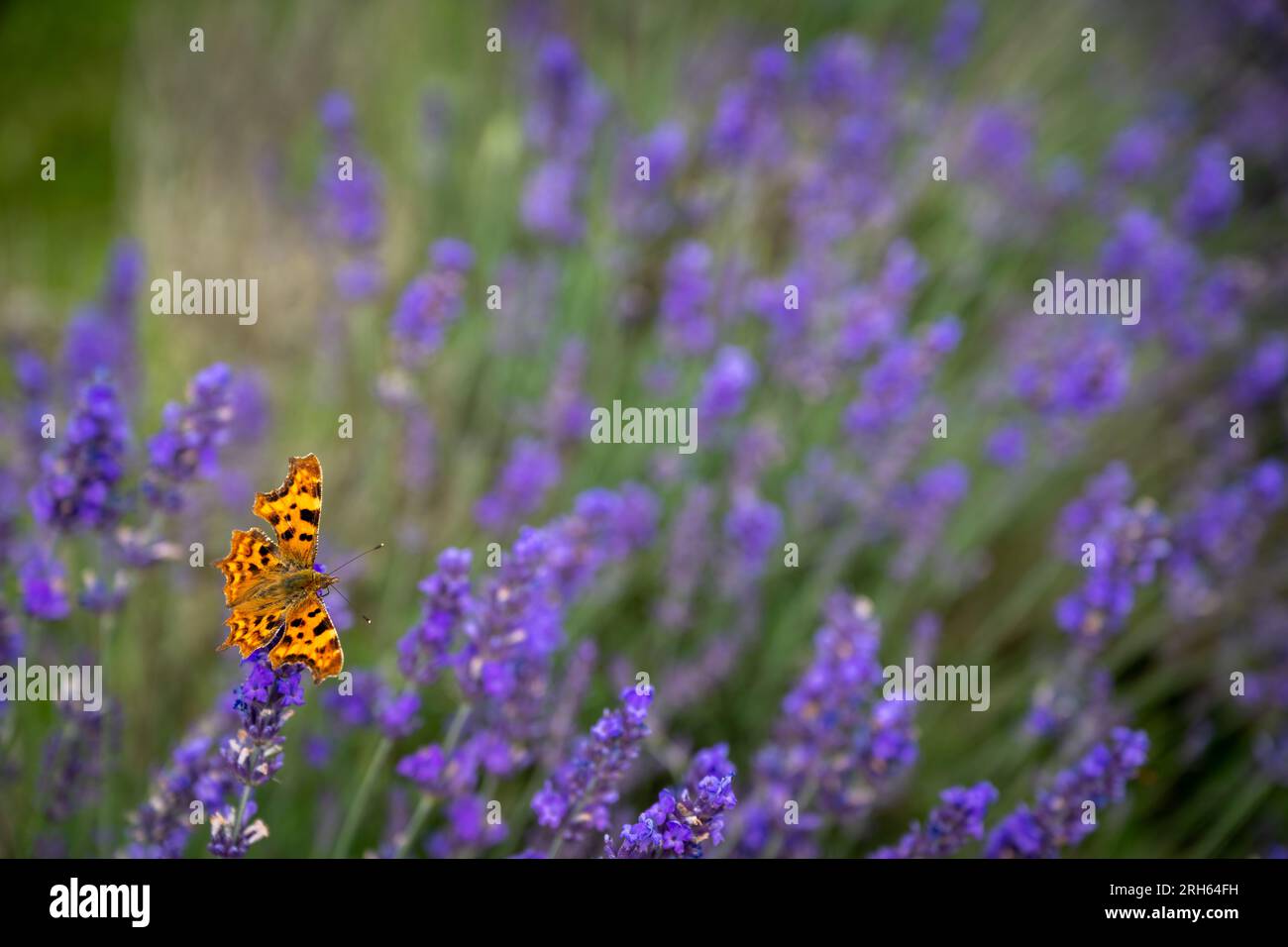 Primo piano di una farfalla d'arancia su una pianta di lavanda in un campo. Fiori viola con un insetto. Orientamento orizzontale senza cielo. Foto Stock
